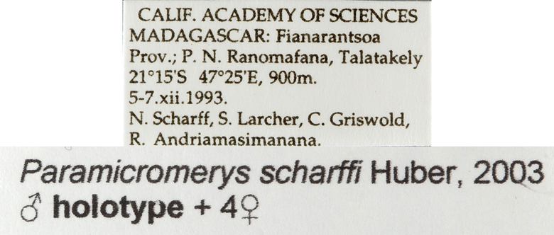 Paramicromerys scharffi image