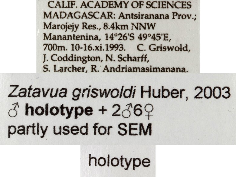 Zatavua griswoldi image