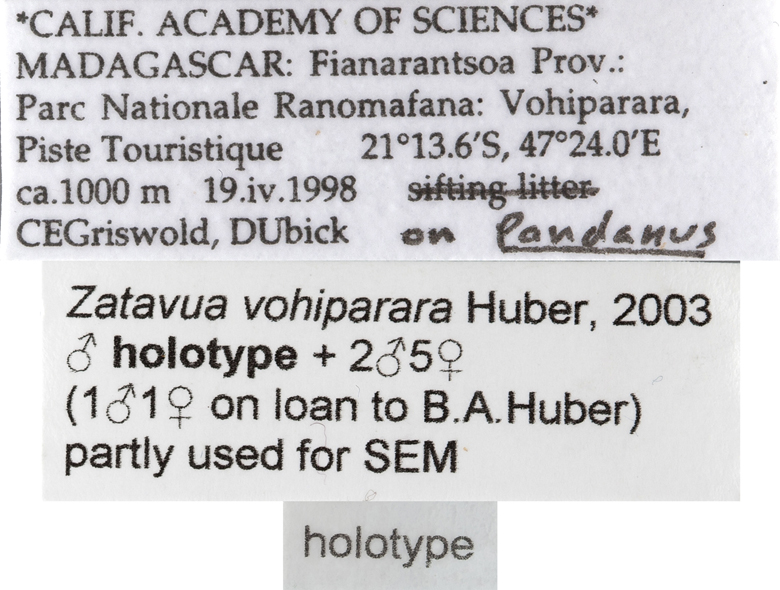 Zatavua vohiparara image