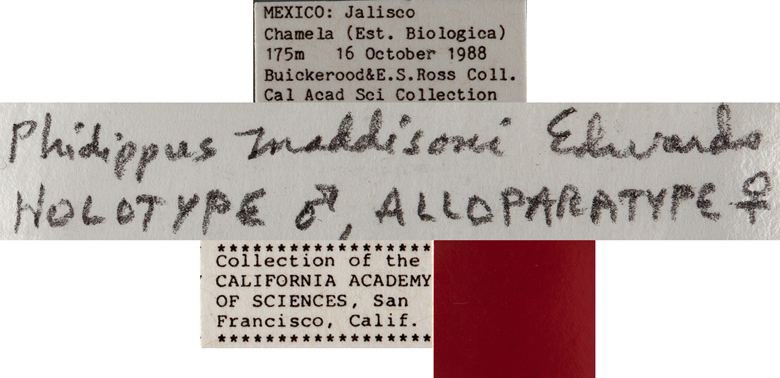 Phidippus maddisoni image