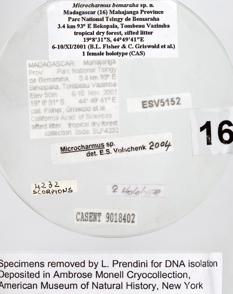 Microcharmus bemaraha image