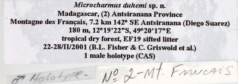 Microcharmus duhemi image