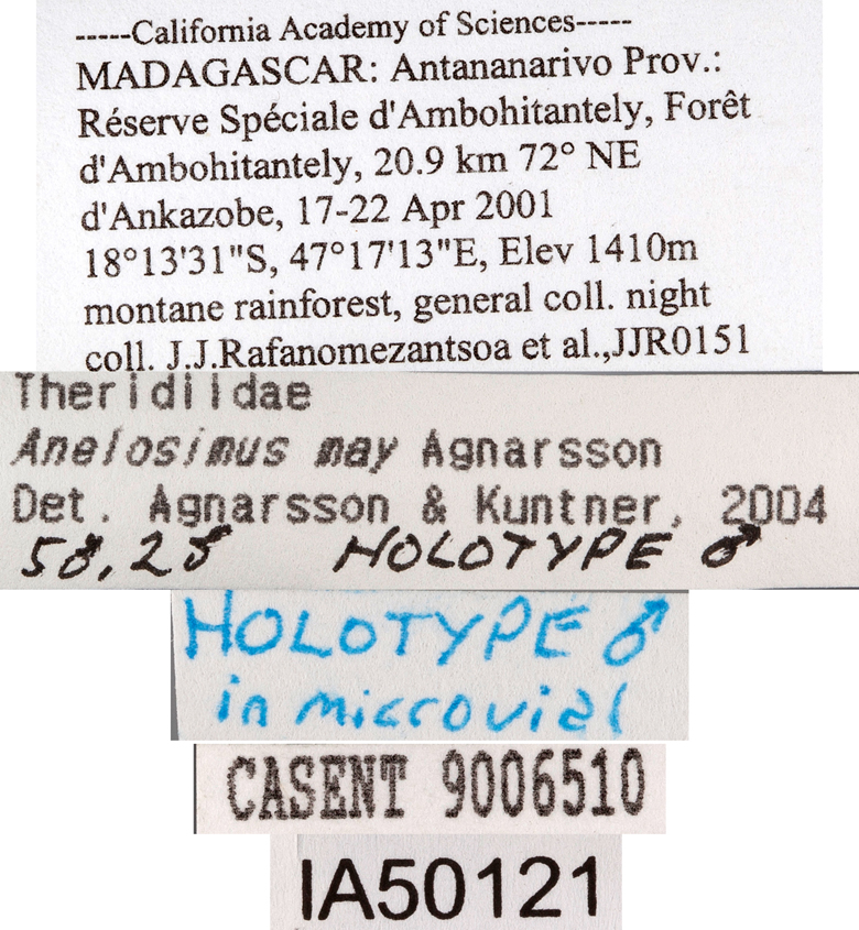 Anelosimus may image