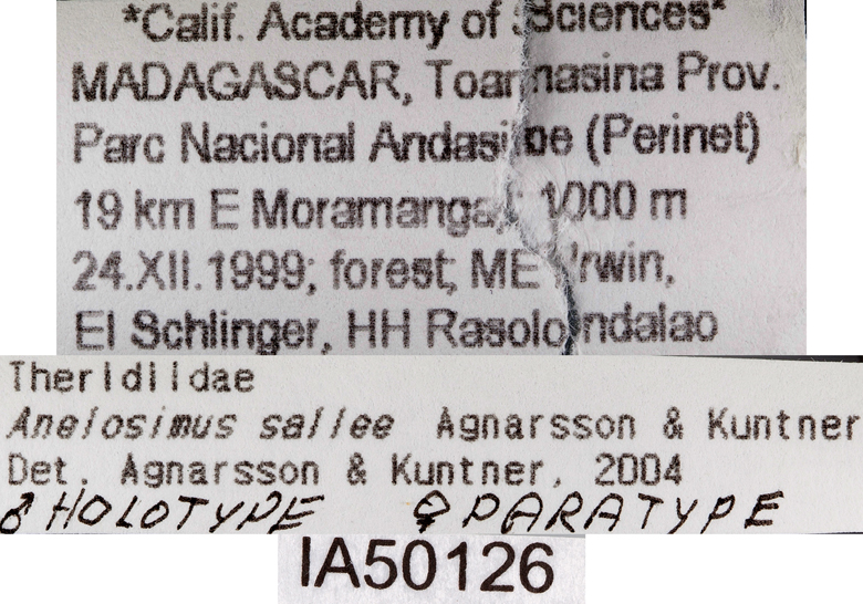 Anelosimus sallee image