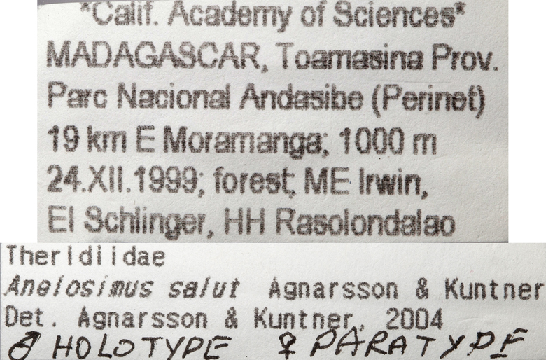 Anelosimus salut image