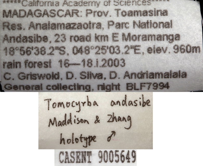 Tomocyrba andasibe image