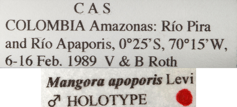 Mangora apoporis image