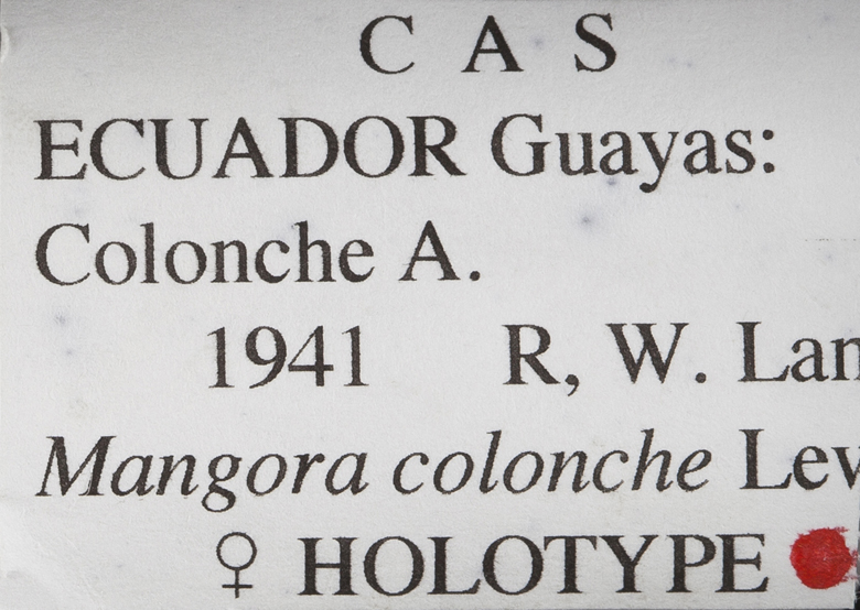 Mangora colonche image