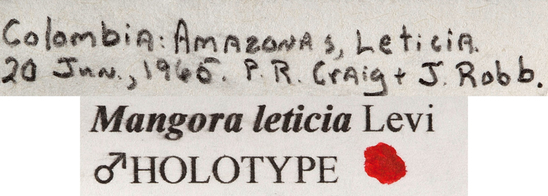 Mangora leticia image