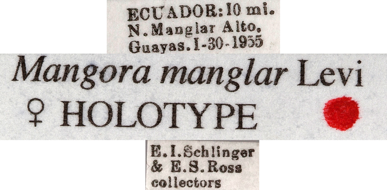 Mangora manglar image