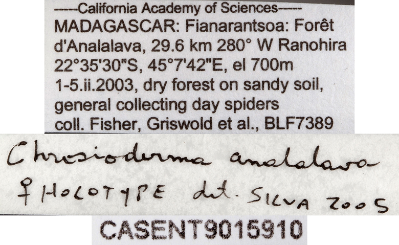 Chrosioderma analalava image
