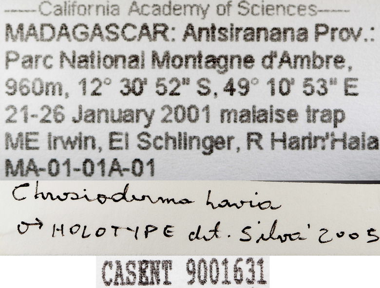 Chrosioderma havia image