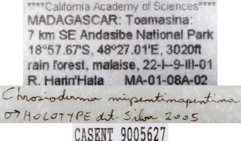 Chrosioderma mipentinapentina image