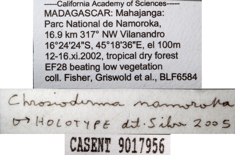 Chrosioderma namoroka image