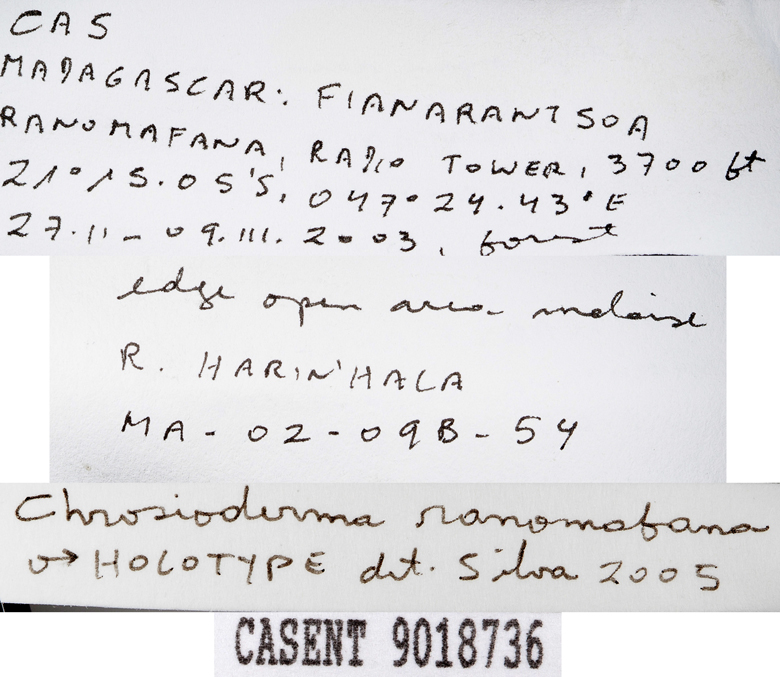 Chrosioderma ranomafana image