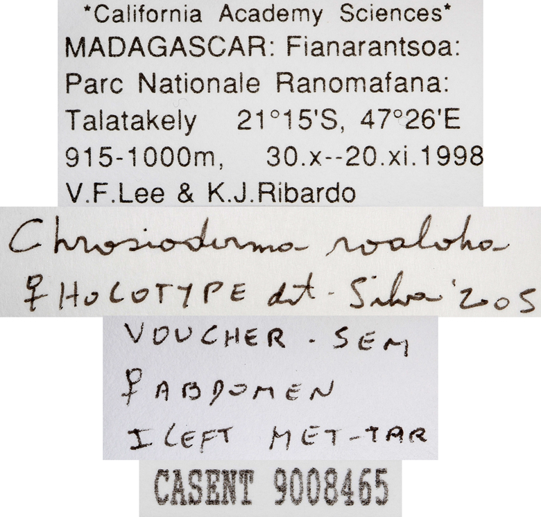 Chrosioderma roaloha image