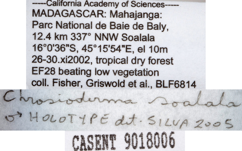 Chrosioderma soalala image