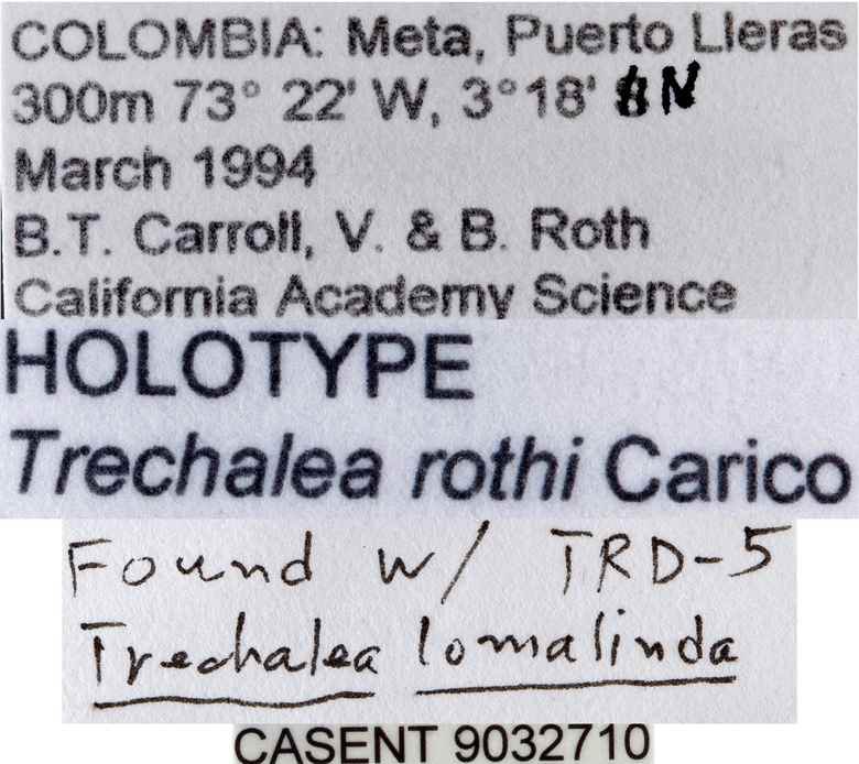 Trechalea rothi image