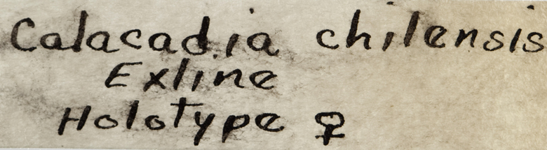 Calacadia chilensis image