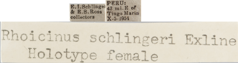 Rhoicinus schlingeri image