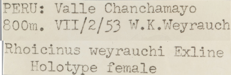 Rhoicinus weyrauchi image