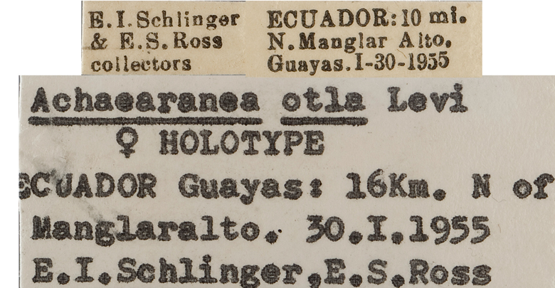 Echinotheridion otlum image