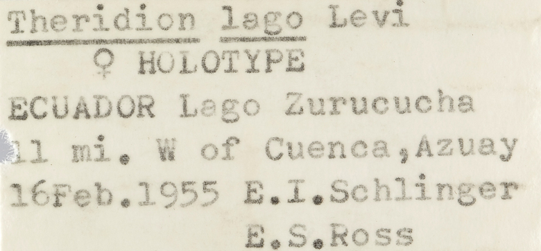 Theridion lago image