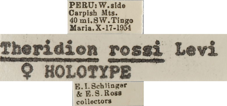 Theridion rossi image