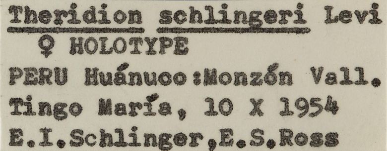 Theridion schlingeri image