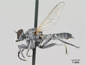 Lissoteles vanduzeei image