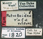 Image of Patroboidea rufa