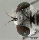 Lissoteles acapulcae image