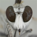 Lissoteles acapulcae image