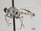 Lissoteles acapulcae image