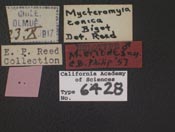 Image of Mycteromyia eriodes