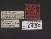 Image of Mycteromyia asper