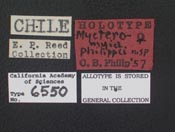 Image of Mycteromyia philippii