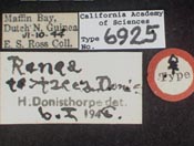 Image of Renea testacea