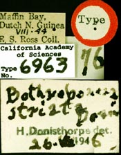 Image of Bothroponera striata