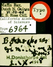 Image of Bothroponera simillima