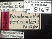 Image of Pseudomorpha peninsularis