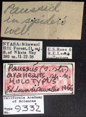 Image of Paussus araneans