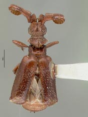 Paussus leechi image