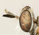 Parataracticus niger image