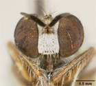 Parataracticus niger image