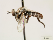 Parataracticus niger image