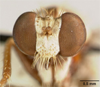 Parataracticus wyliei image