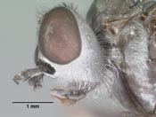 Pherocera housei image