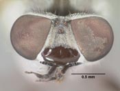 Pherocera housei image