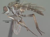 Pherocera housei image